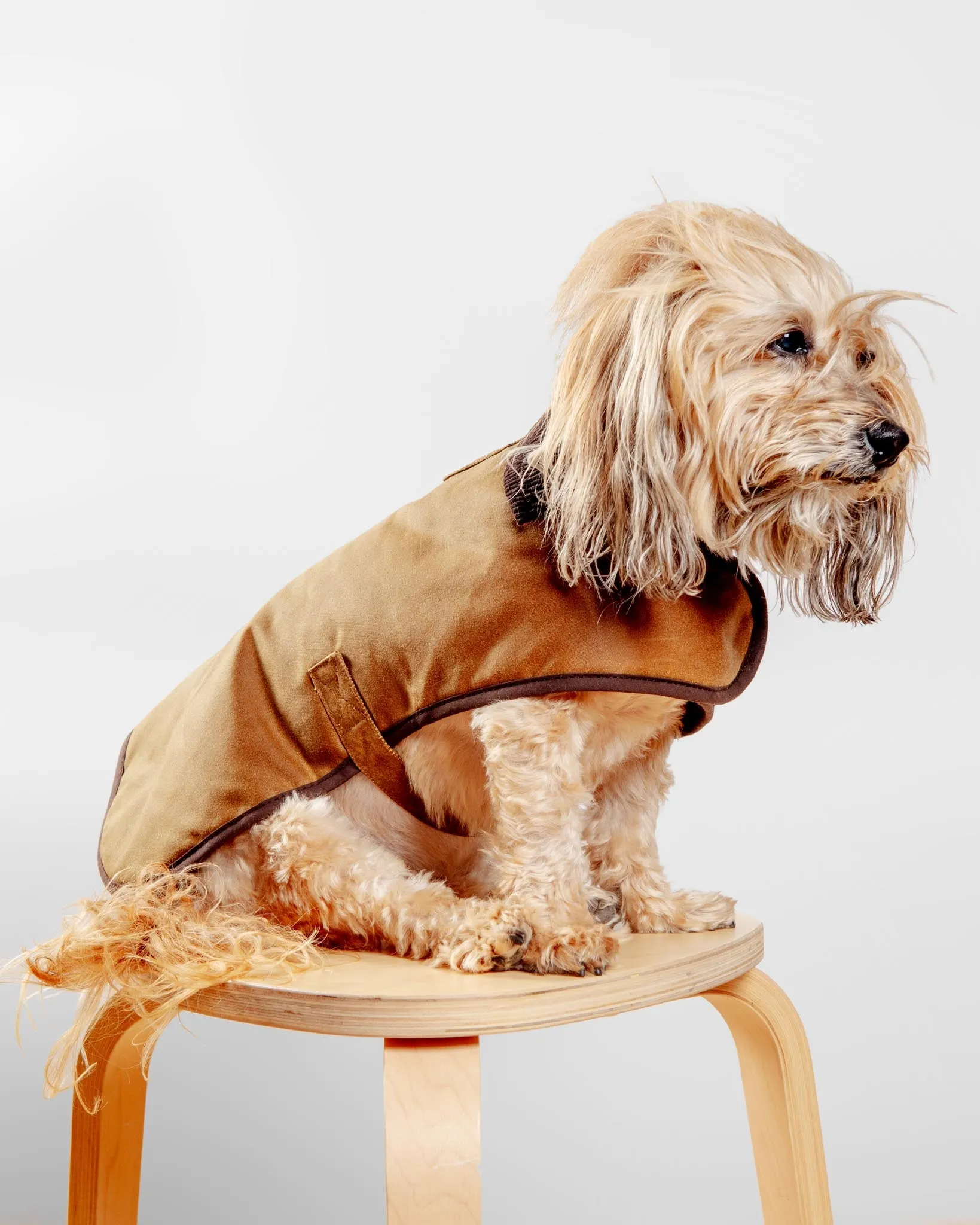 Wax Cotton All Weather Dog Jacket in Beige